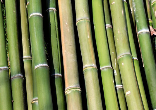 bamboo pile